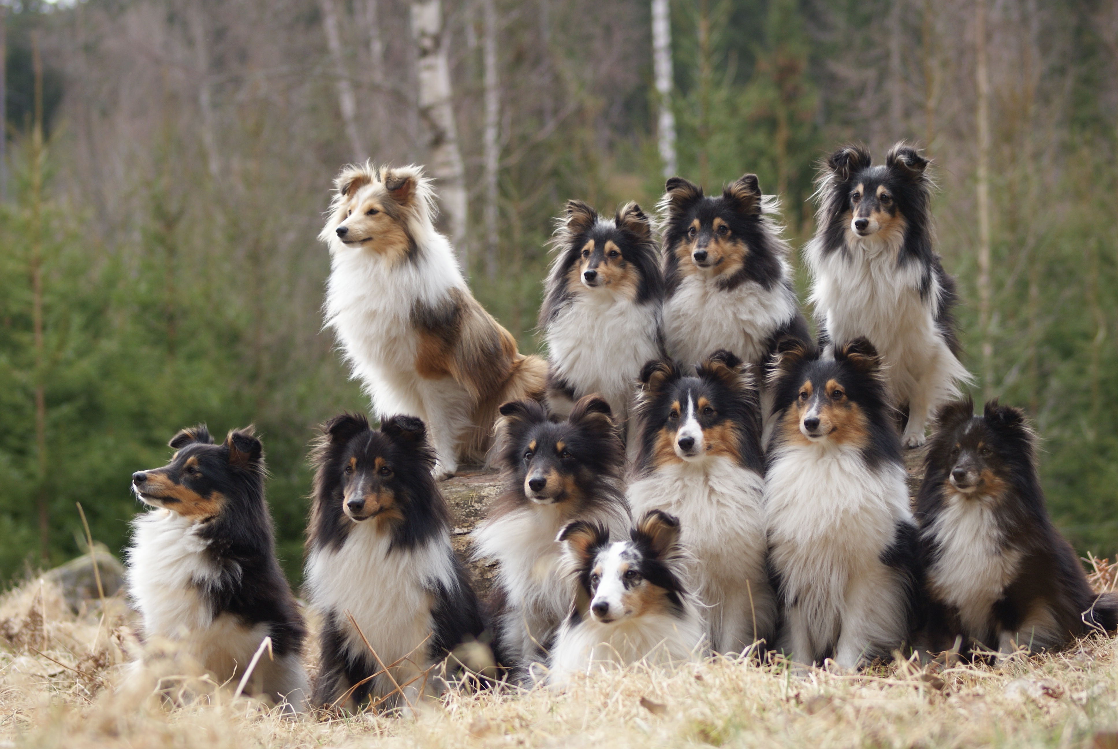 Can Dog Allergies Show Up At Six Months Can Dog Allergies Show Up At Six Months