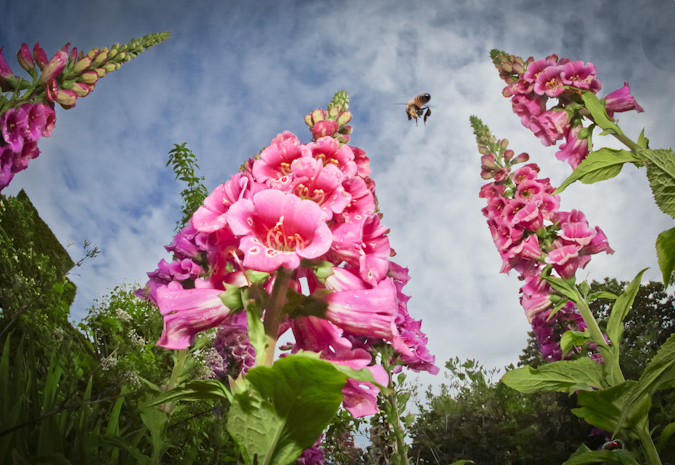 RHS Photographer of the Year